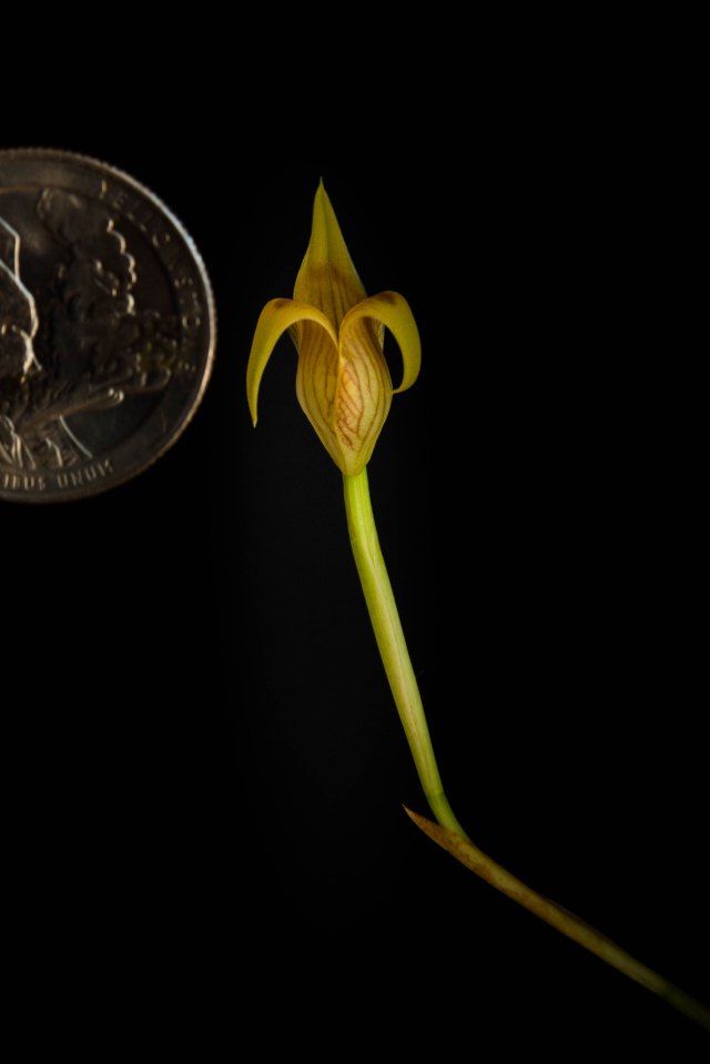 Trigonidium mini species-1305