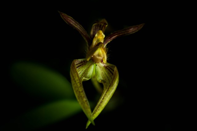 bulbophyllum-lasiochilium2
