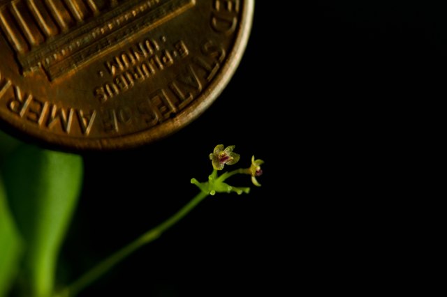 platystele-ortiziana