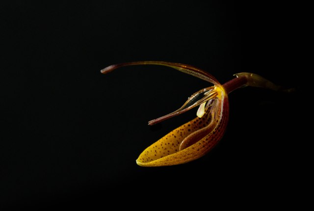 restrepia-mohrii