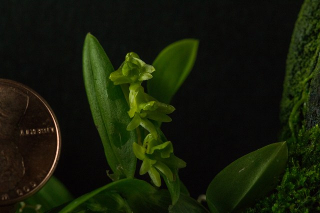 2016-october-dendrobium-kanburiense-1559