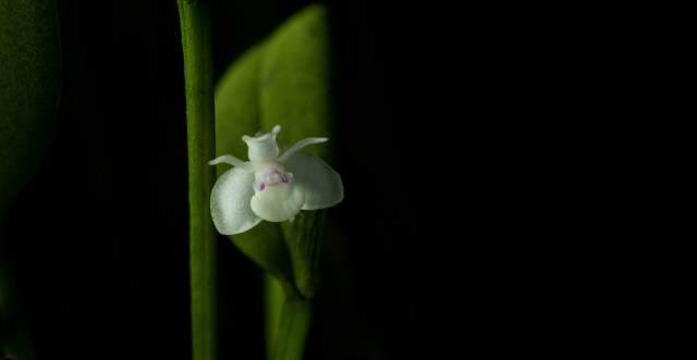 2016-october-dendrobium-schuitemanii-1549