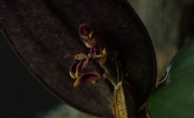 2016-october-trichosalpinx-species-1-1589