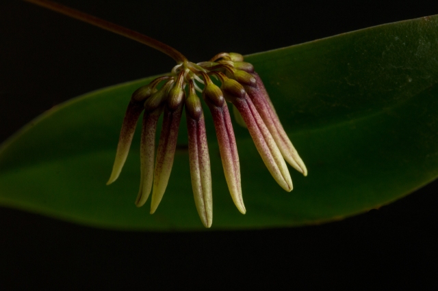 2017-february-bulbophyllum-makoyanum-2-3829
