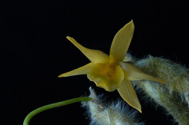 2017-february-dendrobium-senile-3984