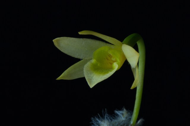 2017-february-dendrobium-senile-3988