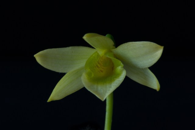 2017-february-dendrobium-senile-3992