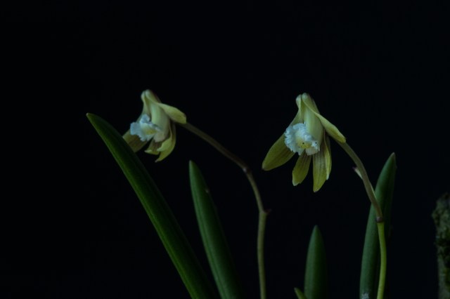 2017-february-dendrobium-striolatum-4113