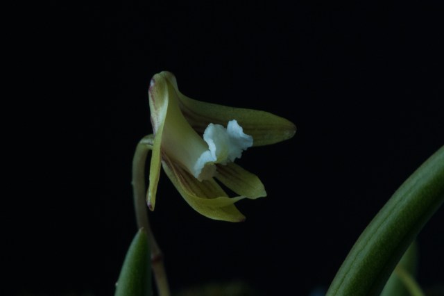 2017-february-dendrobium-striolatum-4119