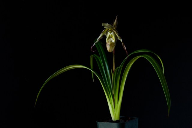 2017-february-phragmipedium-pearcei-4222