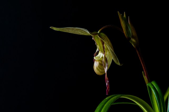 2017-february-phragmipedium-pearcei-4235