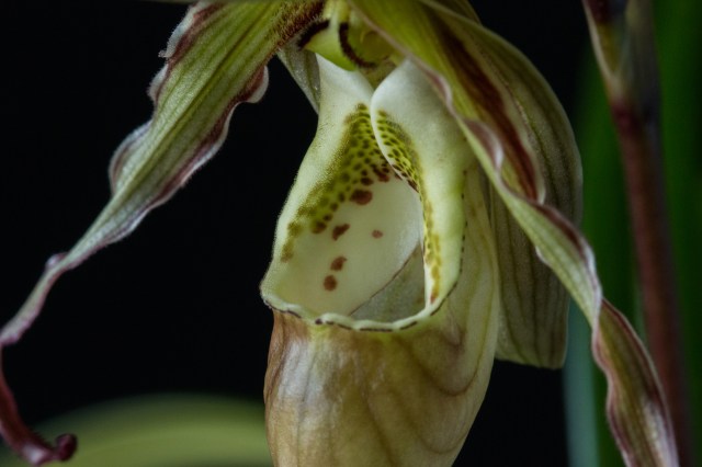 2017-february-phragmipedium-pearcei-4238
