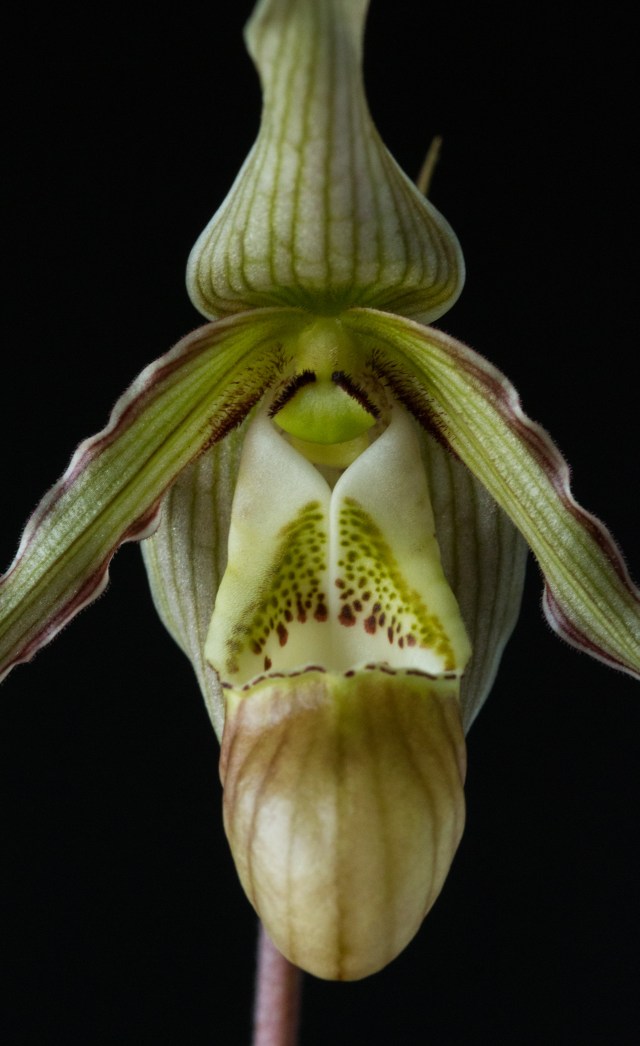 2017-february-phragmipedium-pearcei-4239