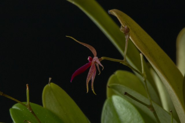 2017-february-platystele-misera-2-3879