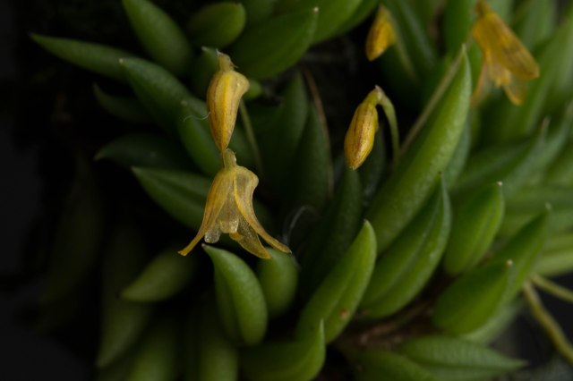 2017-february-pleurothallis-aveniformi-6-3627