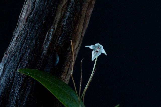 2017-february-pleurothallis-eumecocaulon-4061