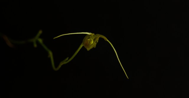 2017-february-scaphosepalum-cimex-1-3731