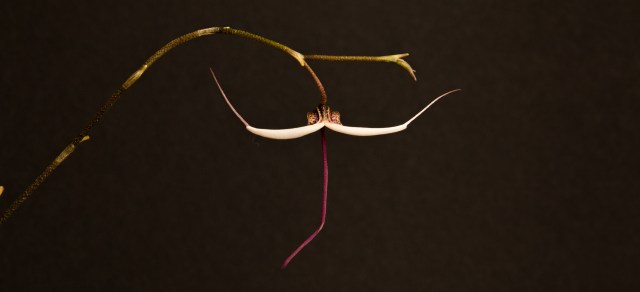 2017-february-scaphosepalum-gibberosum-3667