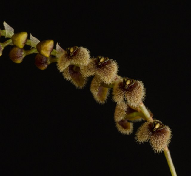 2017-february-stelis-1-3788