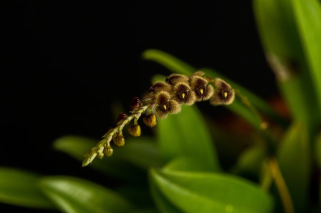 2017-february-stelis-3790