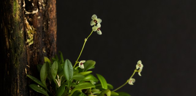 2017-february-stelis-hirtella-1-3805