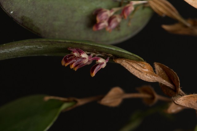 2017-february-trichosalpins-species-3-3783