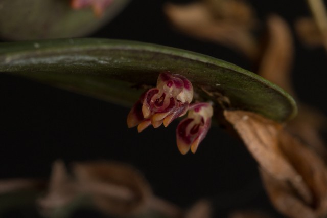 2017-february-trichosalpins-species-4-3781