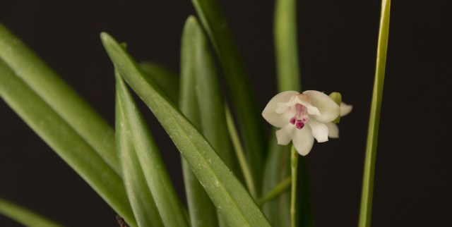 2017-March-Polystachia caespitifica-5699