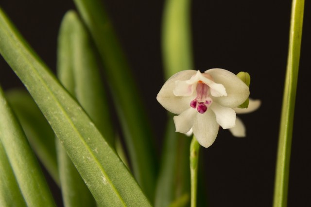 2017-March-Polystachia caespitifica-5702