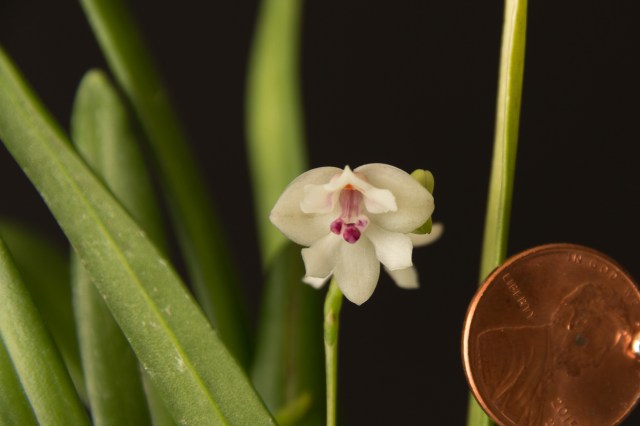 2017-March-Polystachia caespitifica-5705