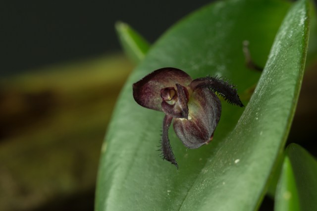 2017-April-Pleurothallis nitida-5848