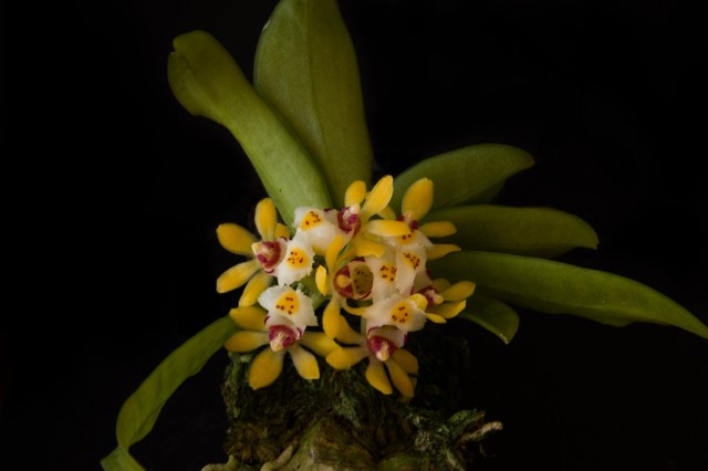 2017-July-gastrochillus japonicus-7199