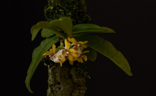 2017-July-gastrochillus japonicus-7201