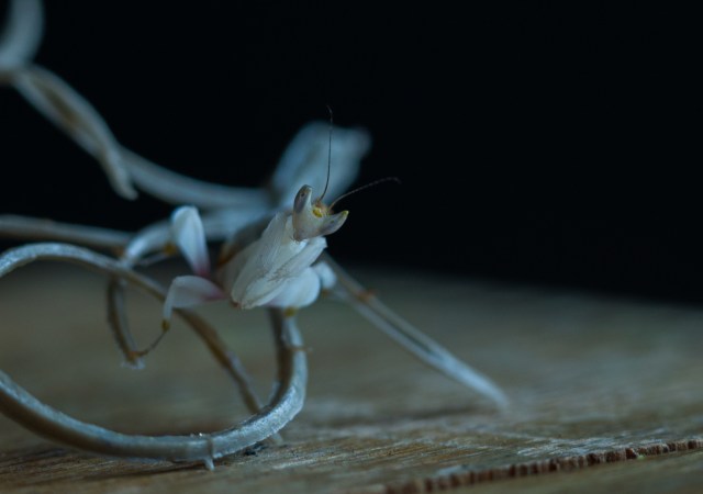 2017-July-orchid mantis-6904