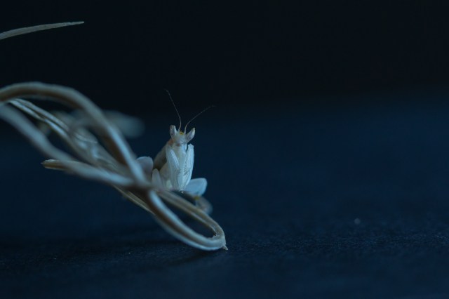 2017-July-orchid mantis-6911