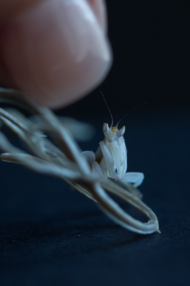 2017-July-orchid mantis-6912