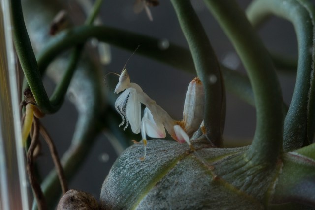 2017-July-orchid mantis-6926