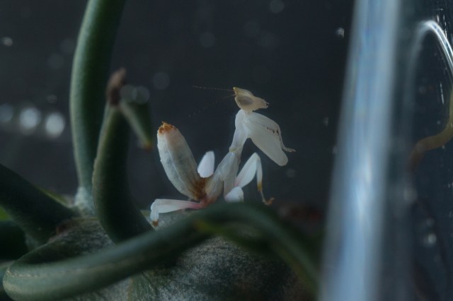 2017-July-orchid mantis-6929