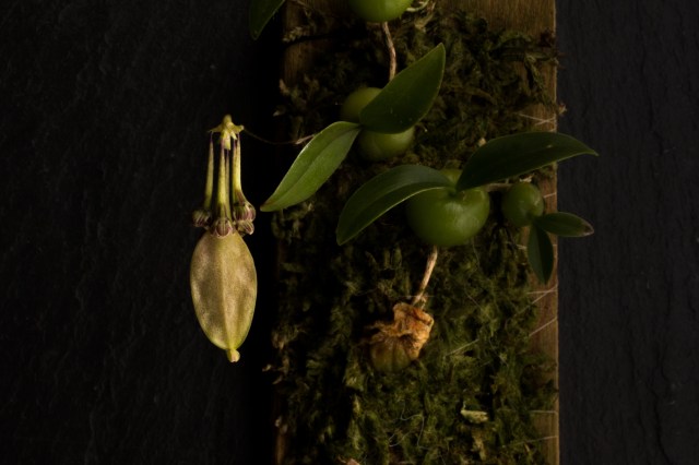 2018-April-Bulbophyllum physometrium-0985