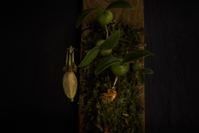 2018-April-Bulbophyllum physometrium-0989