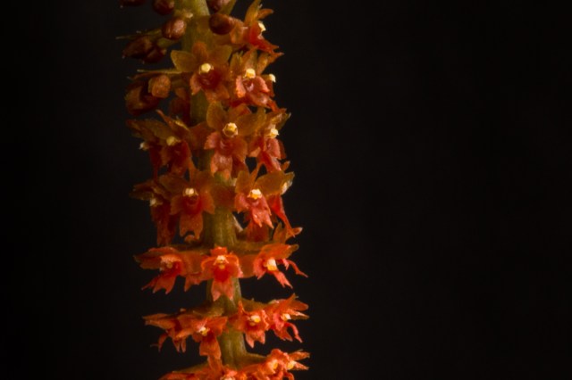 2018-May-Oberonia-1259