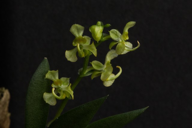 2018-May-Ornithocephalus gladiatus-1297