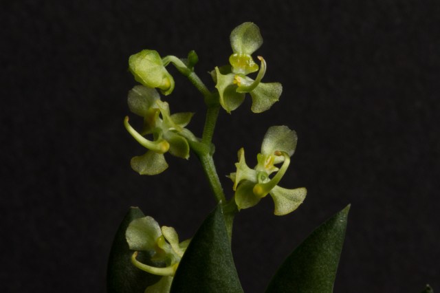 2018-May-Ornithocephalus gladiatus-1302