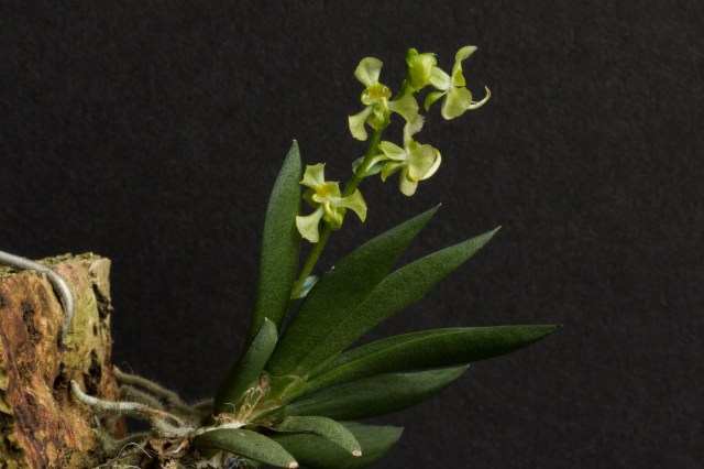 2018-May-Ornithocephalus gladiatus-1304