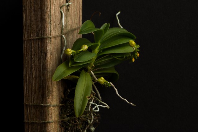 2018-May-Thrixspermum merguense-1278