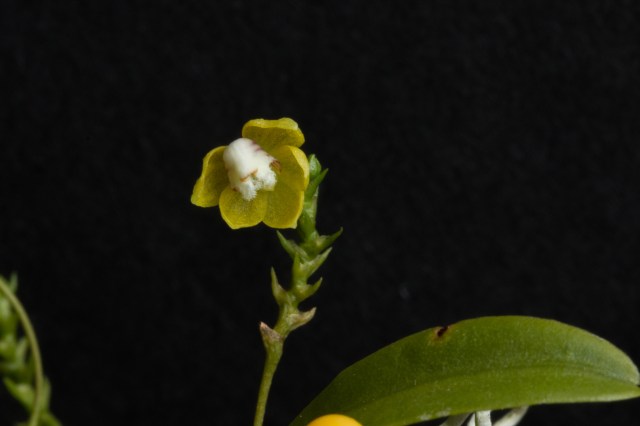 2018-May-Thrixspermum merguense-1288