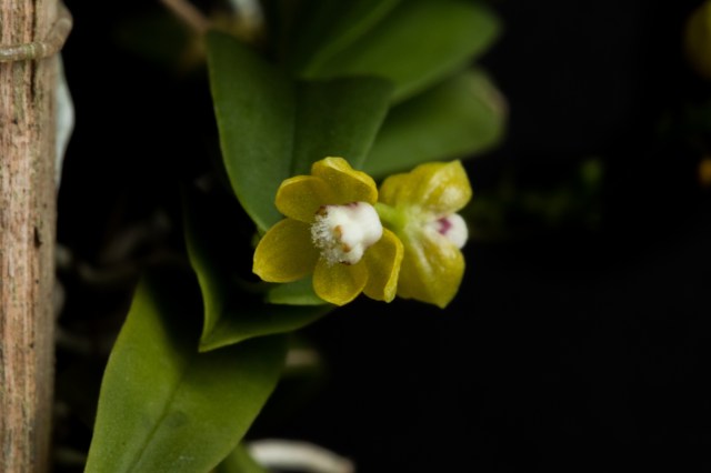 2018-May-Thrixspermum merguense-1291