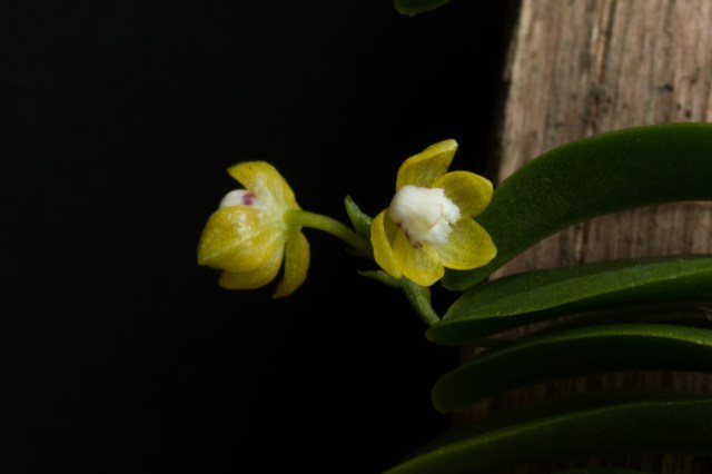 2018-May-Thrixspermum merguense-1292