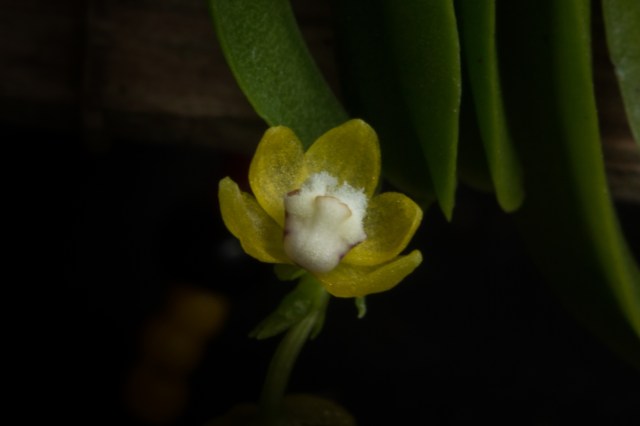 2018-May-Thrixspermum merguense-1295