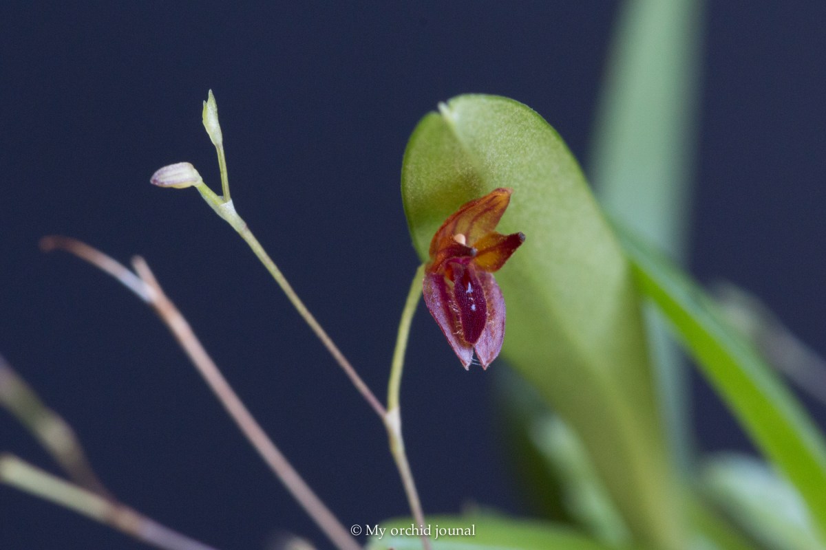 Stellis My orchid journal